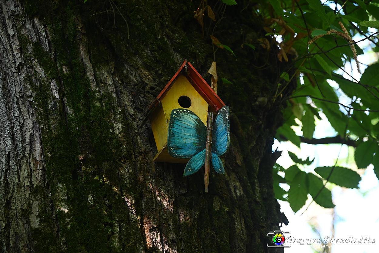 VBS_4678 - Il bosco fatato - Montaldo Roero.jpg